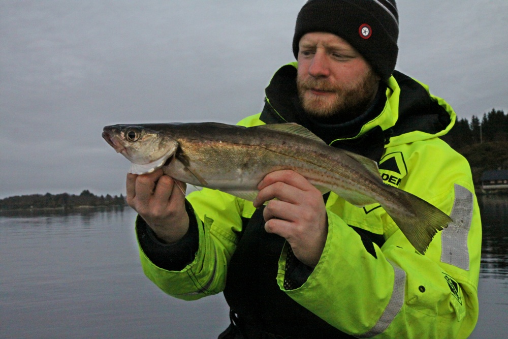 På jakt etter gytetorsken - Vestlandet - Fiskersiden