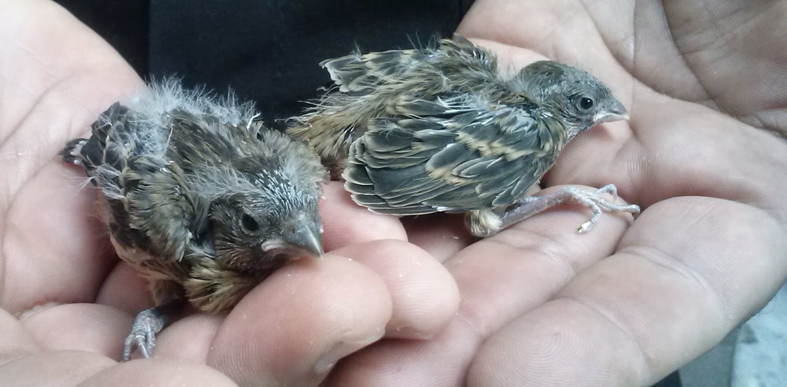 Criadores de Canario Belga Amadores