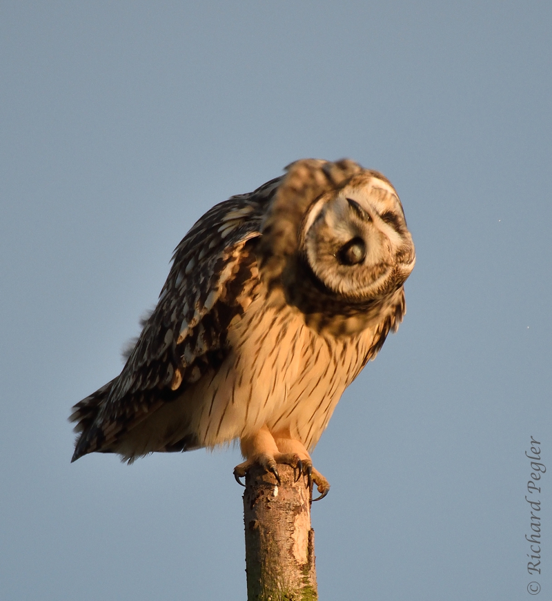 Pegler Birding The Owl With The UpsideDown Head! January 19th, 2016