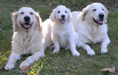 alt="tres perros en diferentes etapas de su vida"
