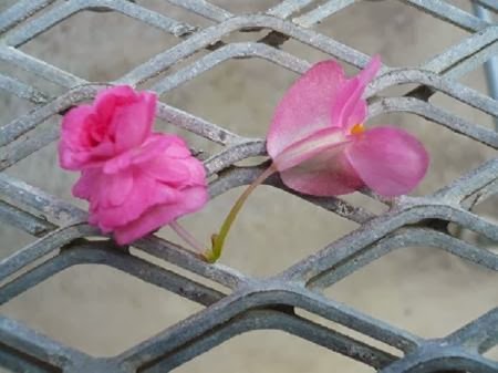 千葉大学 花卉 苗生産ブログ ベゴニアの花