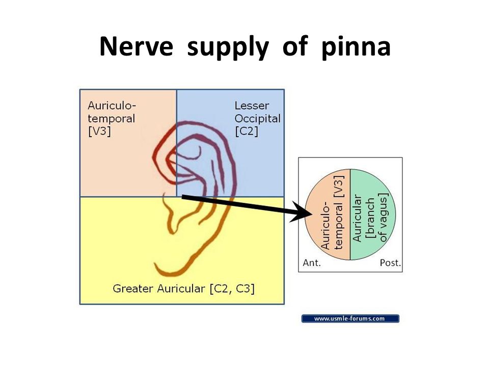ENT NOTES PINNA ANATOMY Notes on NEET PG