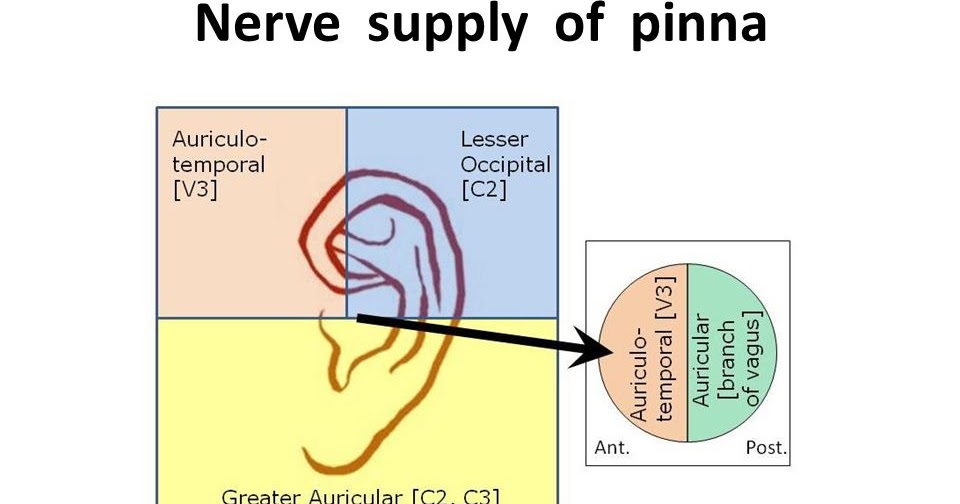 ENT NOTES : PINNA ANATOMY ~ Notes on NEET PG