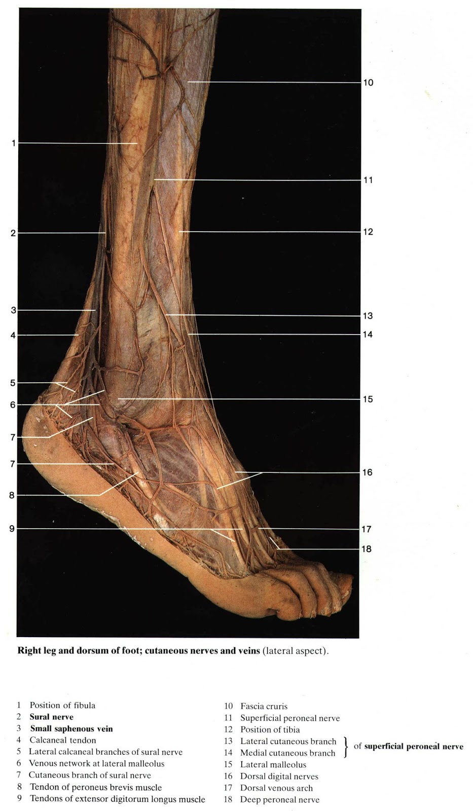 PERPUS Color Atlas of Anatomy Rohen, Yokochi