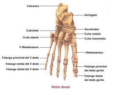 anatomia humana: HUESOS DEL PIE