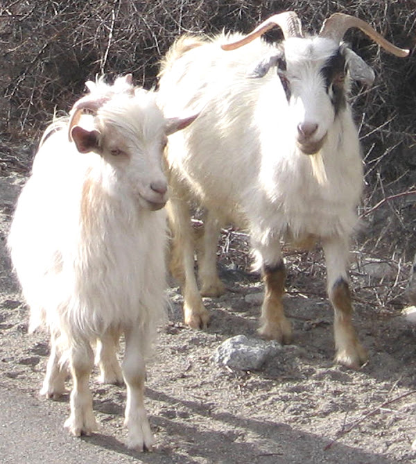 changthangi goat, changthangi goats, about changthangi goat, changthangi goat breed, changthangi goat breed info, changthangi goat breed facts, changthangi goat color, changthangi goat characteristics, changthangi goat coat, changthangi goat coat color, changthangi goat cashmere, changthangi goat cashmere wool, changthangi goat color varieties, changthangi goat facts, changthangi goat for meat, changthangi goat farming, changthangi goat farm, changthangi goat history, changthangi goat images, changthangi goat info, changthangi goat information, changthangi goat meat, changthangi goat milk, changthangi goat origin, changthangi goat personality, changthangi goat photos, changthangi goat pictures, changthangi goat rearing, raising changthangi goat, changthangi goat size, changthangi goat temperament, changthangi goat uses, changthangi goat variety, changthangi goat weight, changthangi goat wool, pashmina goat, changra goat, cashmere goat