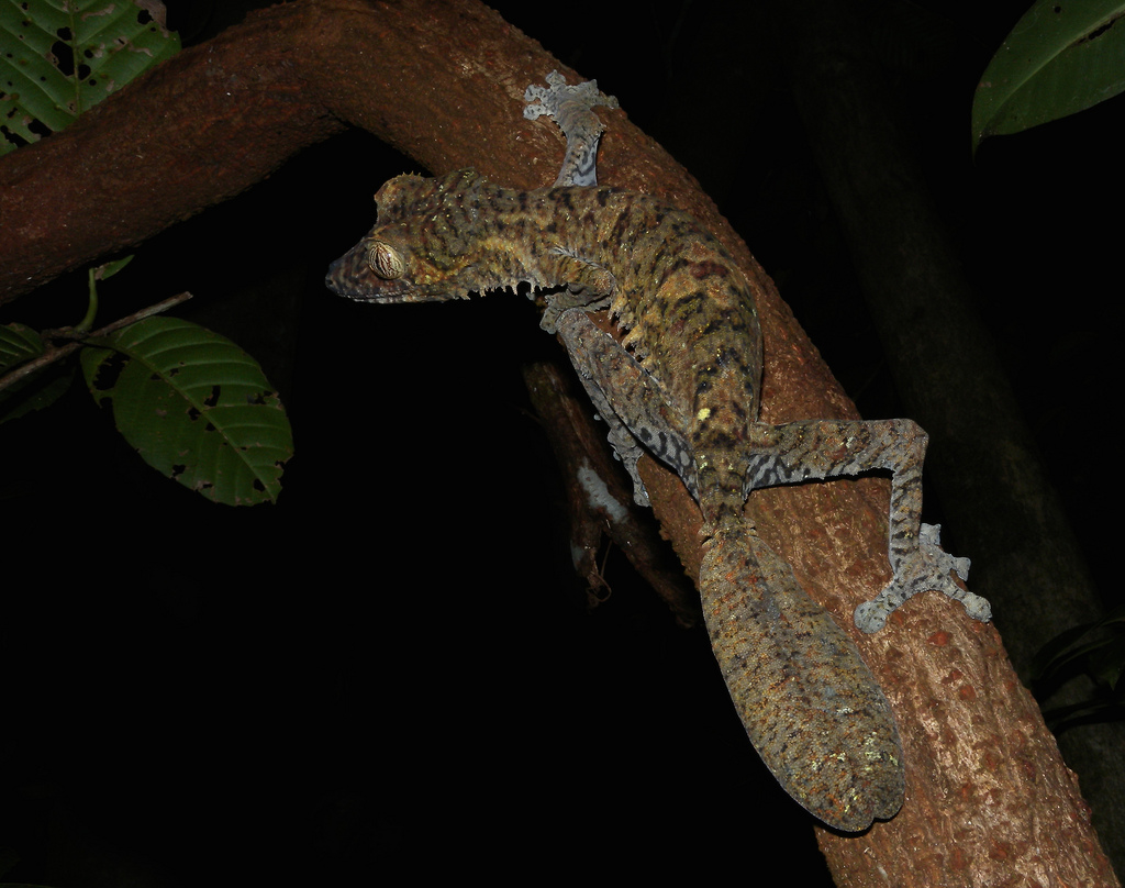 ... leaf tailed gecko family like the giant leaf tailed gecko uroplatus