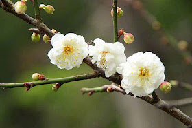 white, flowers, plum blossoms, buds, stems