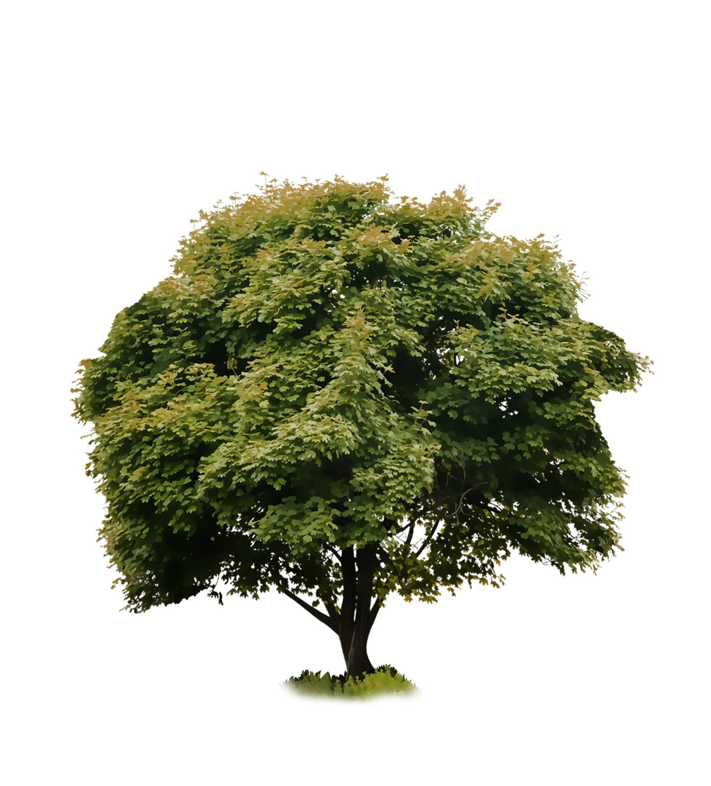 TRESS PNG - Exetramix