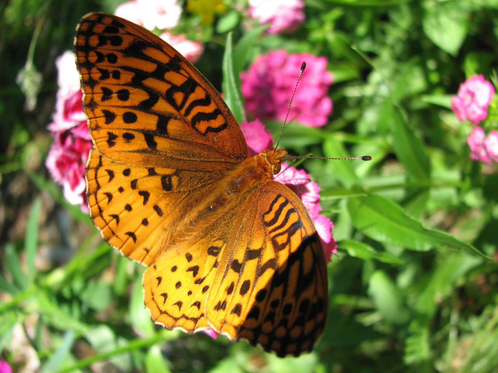Vermont Butterfly Photos Great Spangled (Cybelle) & Aphrodite