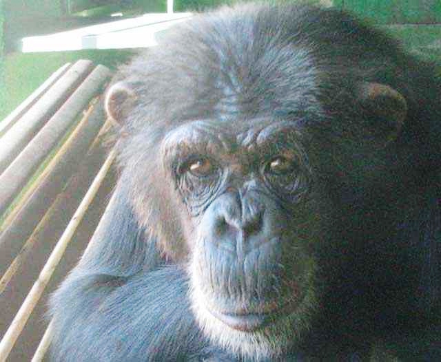 chimpancé mira de frente