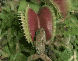 funny-animal-gifs-its-a-trap.gif