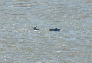 Dolphins playing in the water alongside the Bolivar ferry.