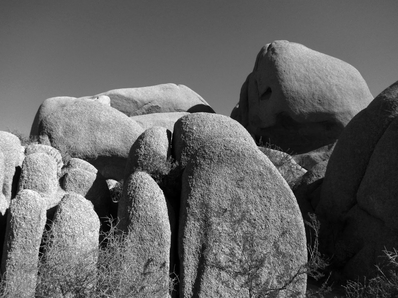 Joshua Tree in Black & White