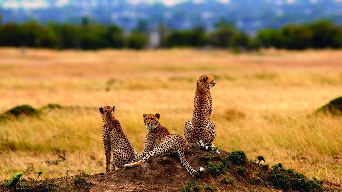Tanzania voted best safari country in Africa