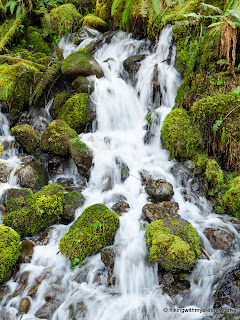 south fork lower skokomish hikingwithmybrother