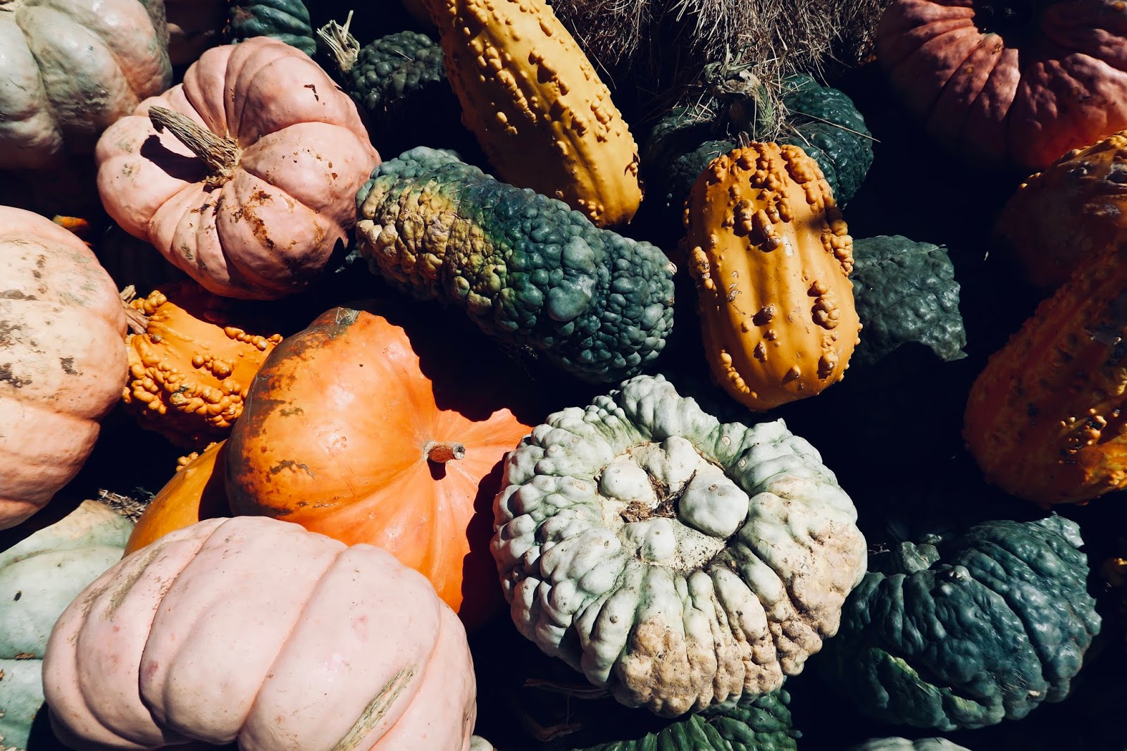 Pumpkins Walking All Around Us In The Fall Pumpkins Walking All Around Us In The Fall