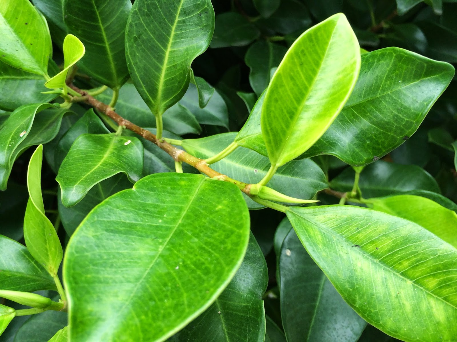 Ficus microcarpa nitida - Indian Laurel.