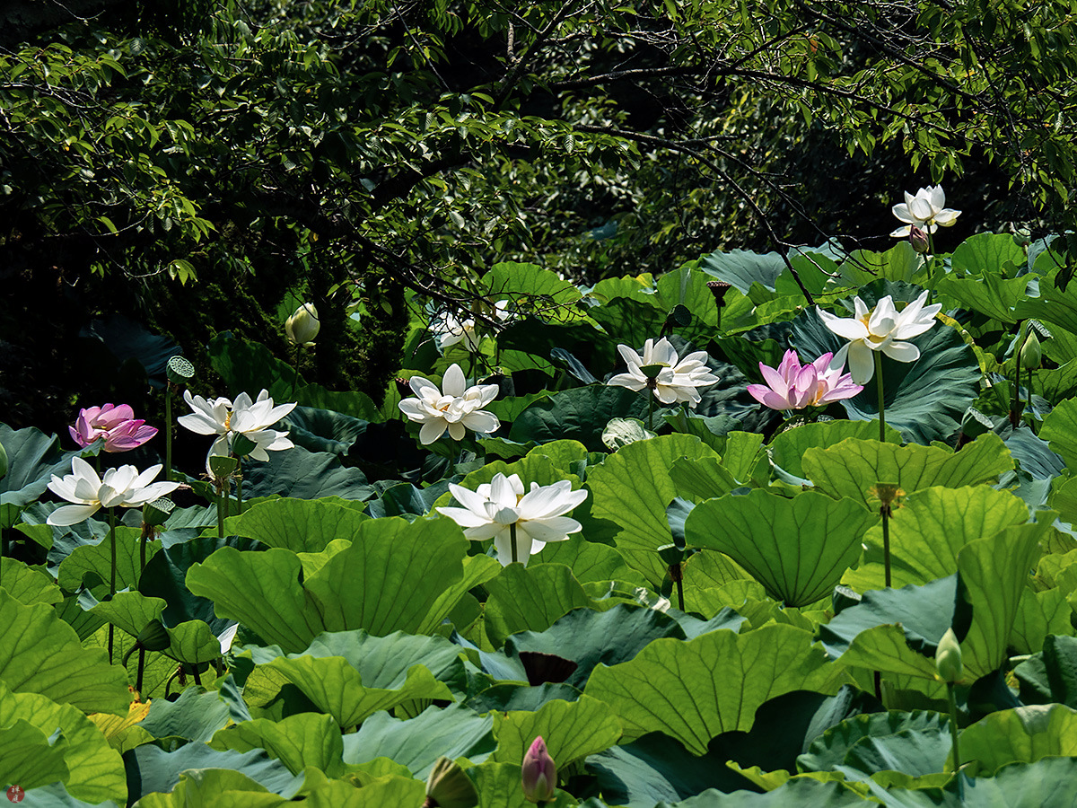 FROM THE GARDEN OF ZEN Sacred lotus flowers Tsurugaokahachimangu