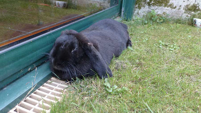 lapin géant français belier