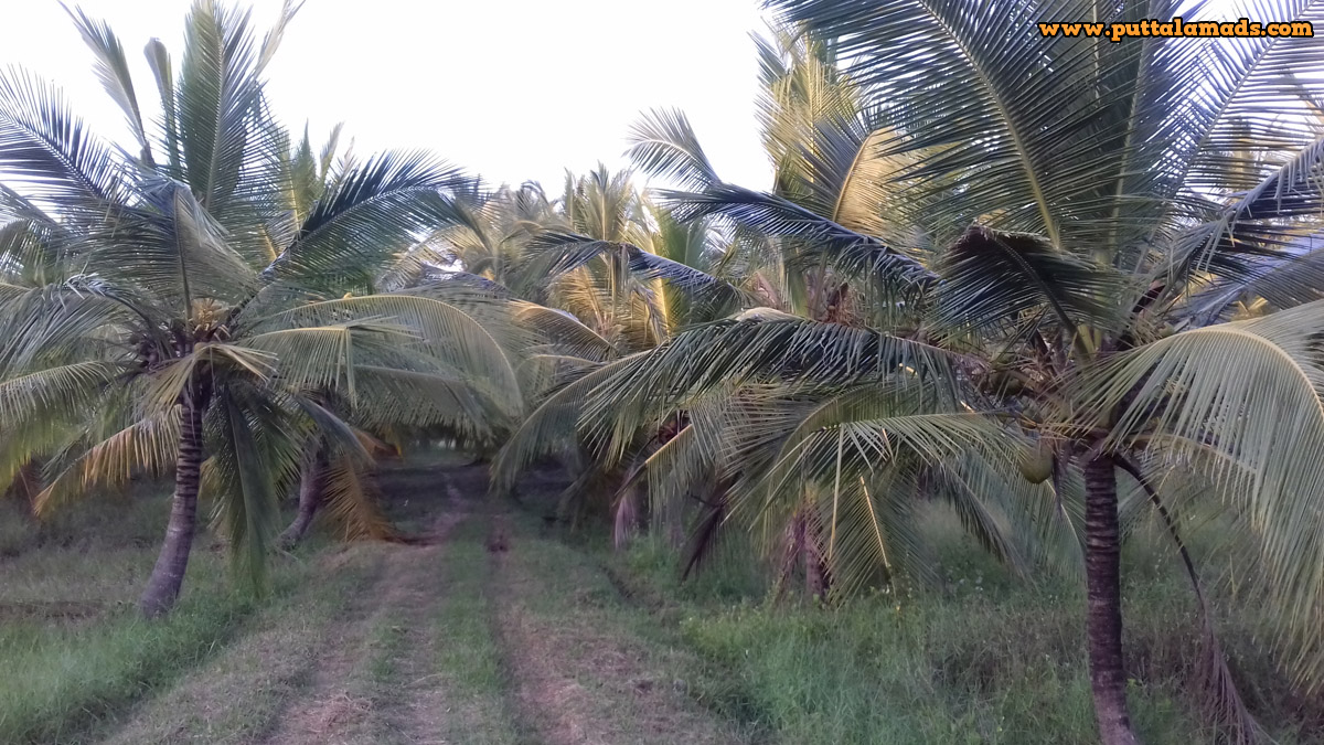 10 Acres Coconut Land in Attawillu (SOLD) Real Estate and Land