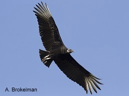 Black Vulture (rare!)