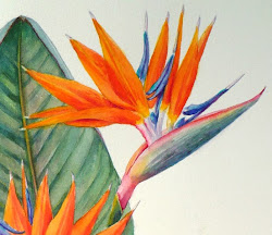 paradise bird strelitzia watercolor painting botanical reginae paintings oil plant flower birds drawing flowers acrylic zeh zehoriginalart getdrawings commission thailand