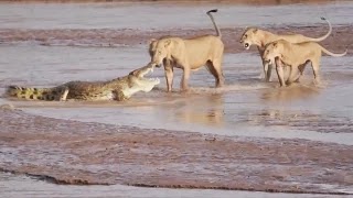 Драка: Львы против крокодила