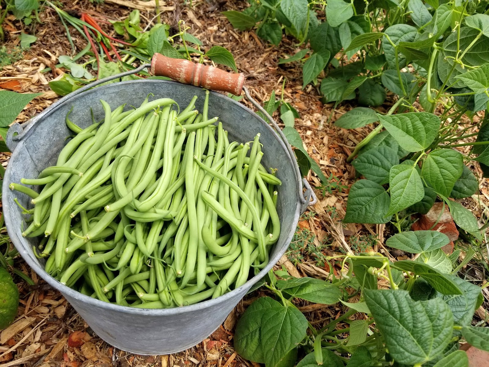 LA Garden Blog Buckets of Beans!