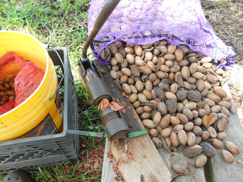Our Maker's Acres Family Farm Shelling Pecans