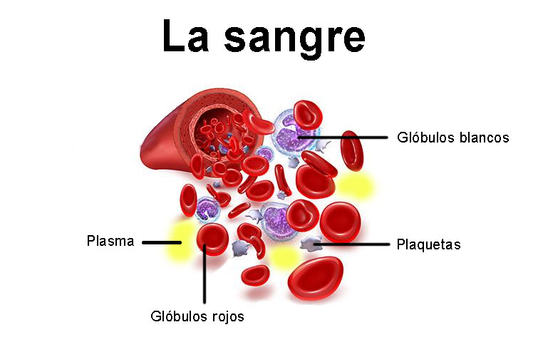 caracteristicas de la sangre