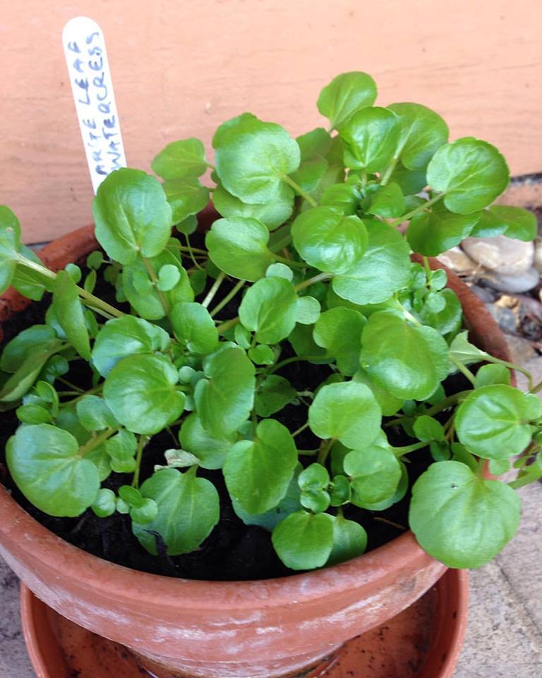 Helen Digs It! Grow Watercress At Home without a Pond or Stream It's Easy
