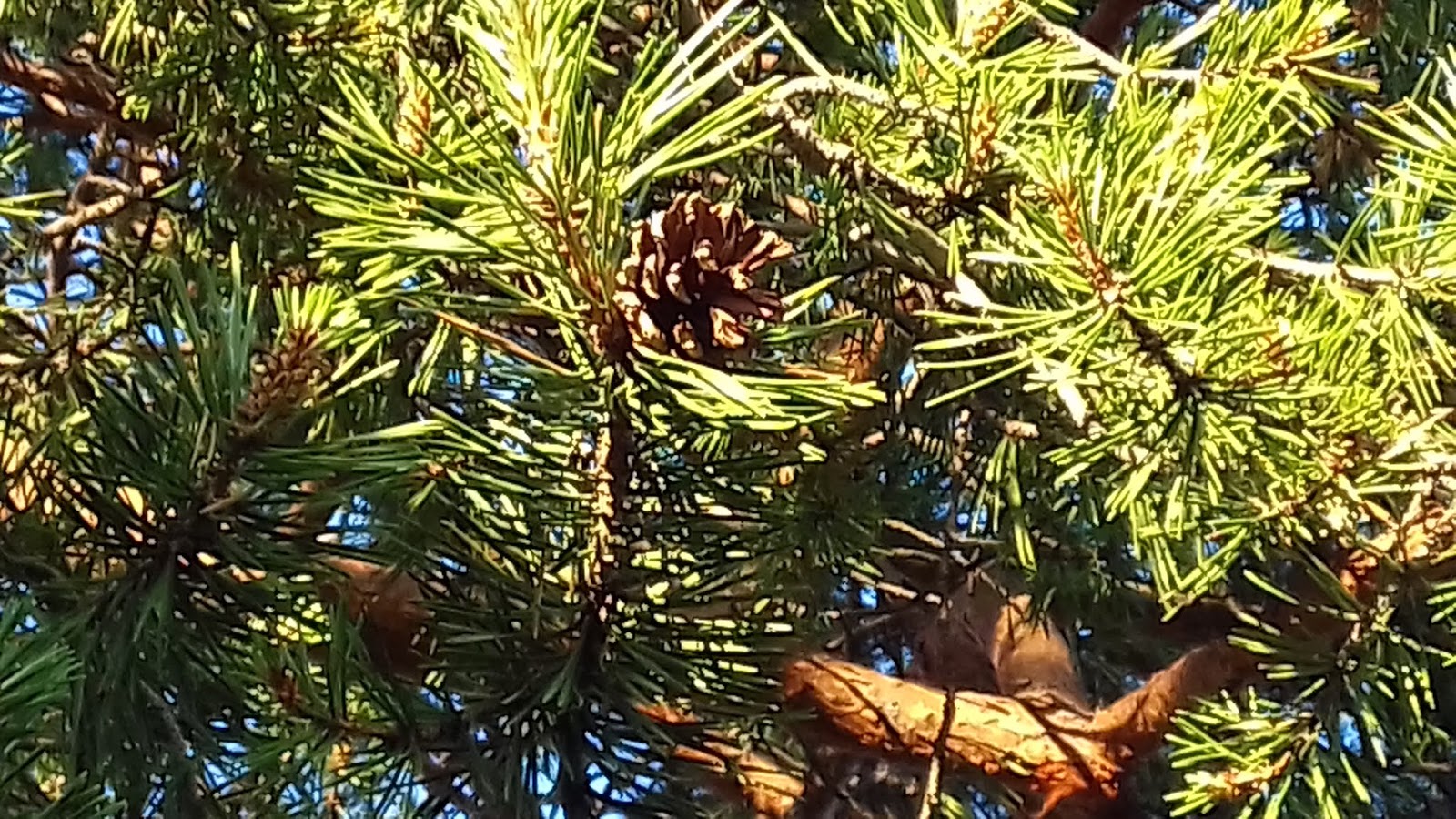 Цветущие сады севера.