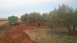 Harvesting olive trees