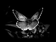 Butterfly Wallpapers 2 (butterfly wallpaper black)