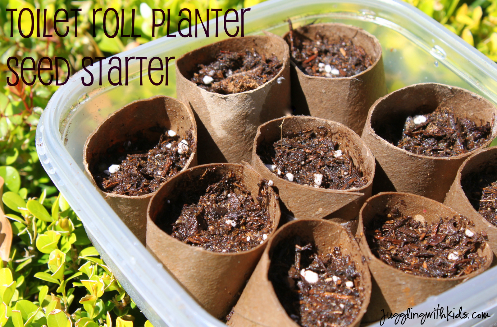 Come Sow With Me Toilet Roll Planter Seed Starters