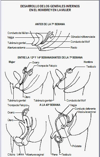 imagen curso educacion sexual