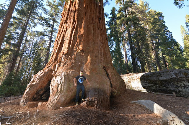 Sequoia National Park- caminando por el Bosque Gigante - Viaje con tienda de campaña por el Oeste Americano (23)