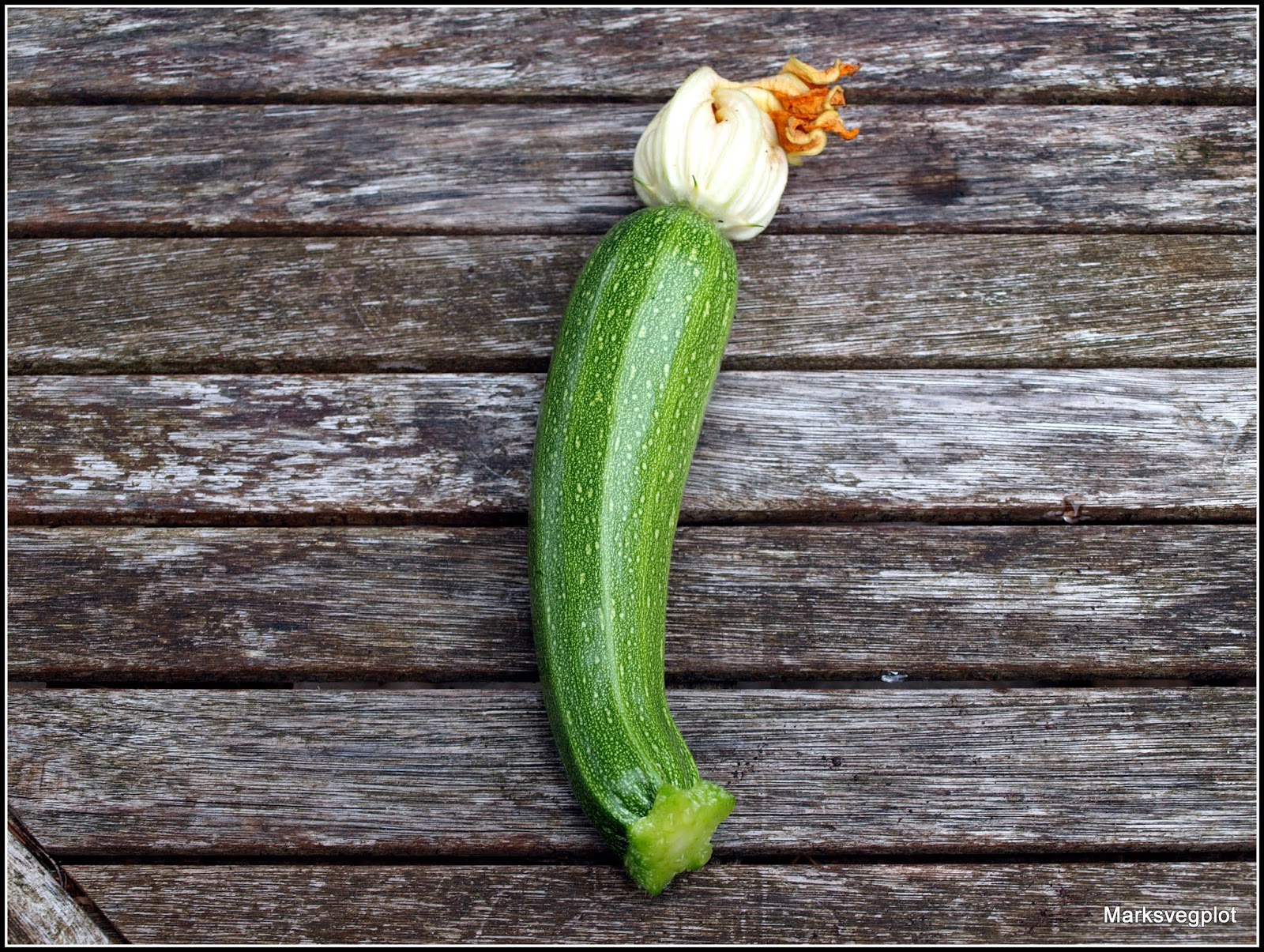 Mark's Veg Plot Harvesting at last!