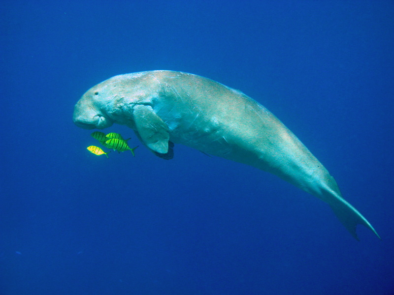 roberto piazza immersioni nel mondo: Dugongo