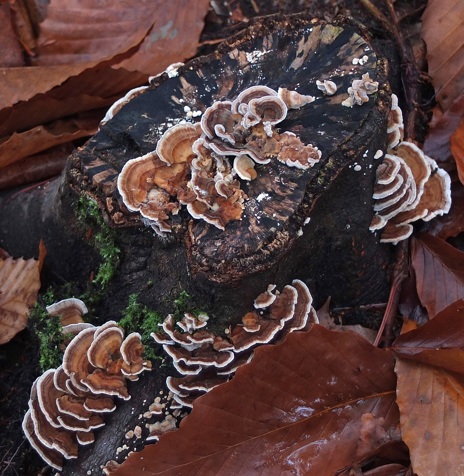 Hiking in Maine with Kelley 10/29/16 Perch Pond