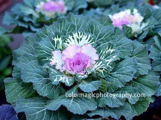 Ornamental abbage-Flowering Kale-Brassica oleracea
