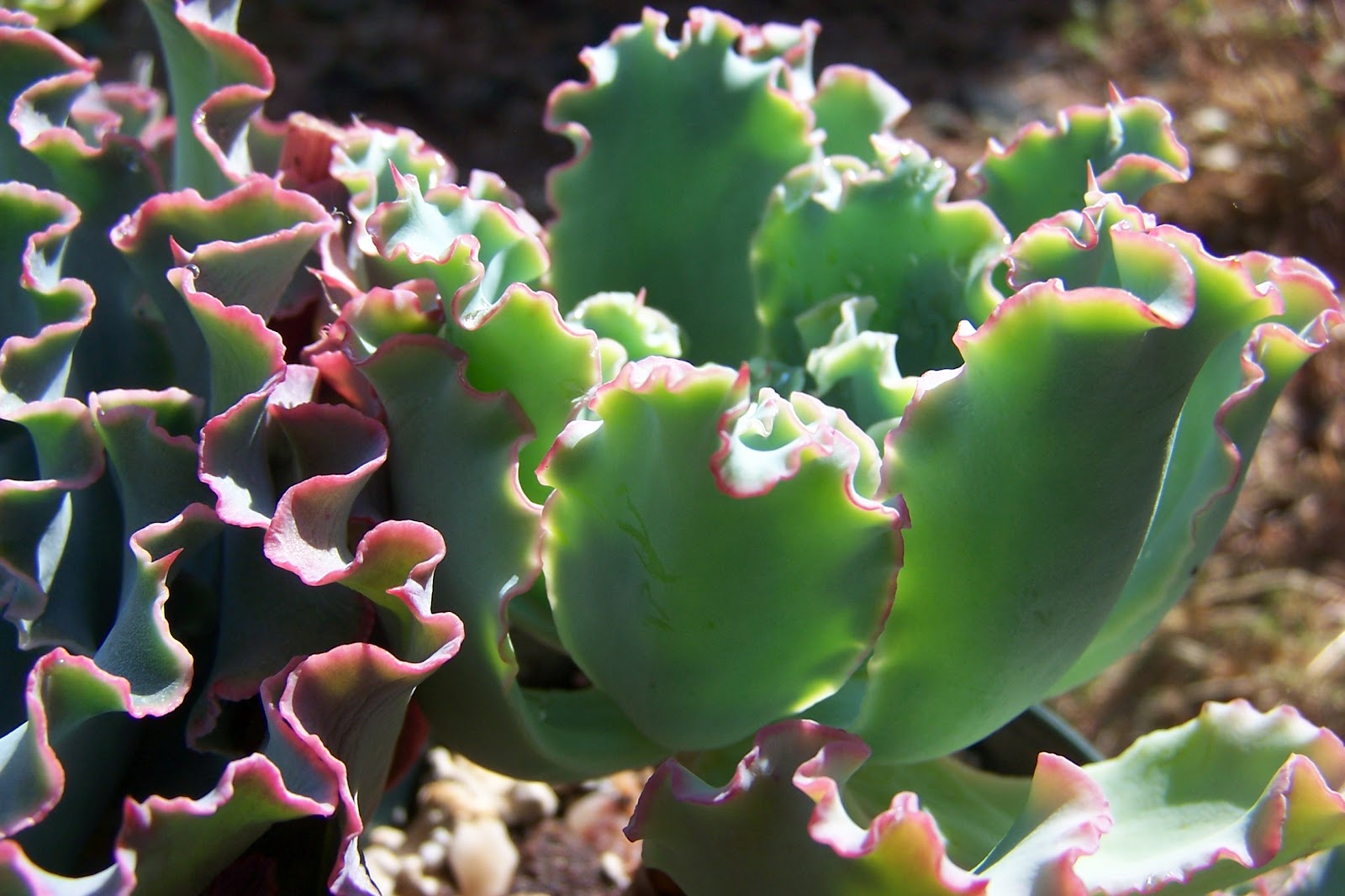 Oregon Cactus Blog Echeveria 'Aquarius'