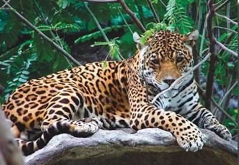 Parque Nacional Sumaco Napo Galeras Sitios y lugares Turísticos de