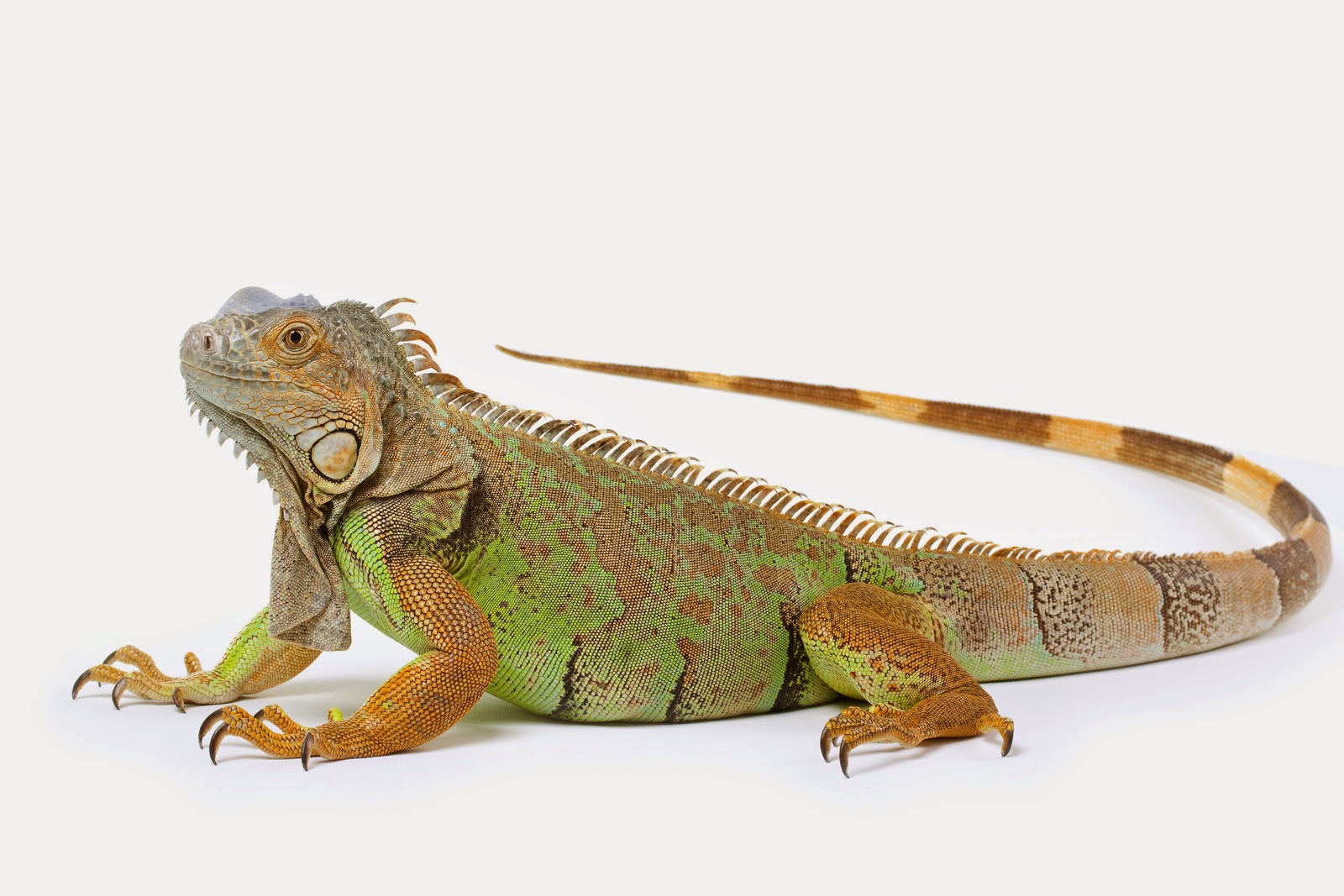  hewan  terlangka2022 iguana dan bagian tubuhnya Images