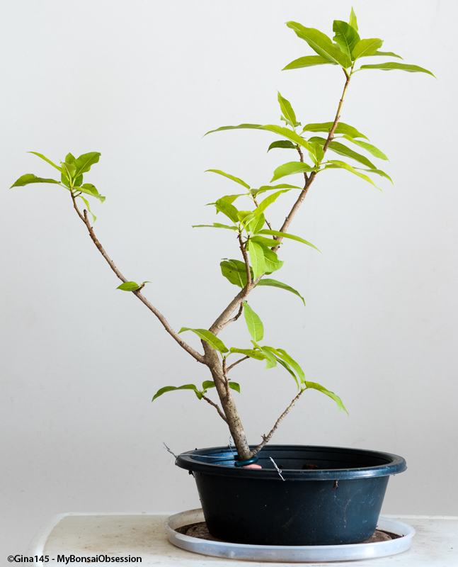 My Bonsai Obsession My Air Layering Blunder 3 months later