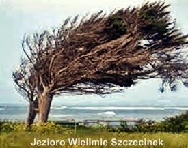 [Obrazek: wichura%2Bx%2B275.jpg]