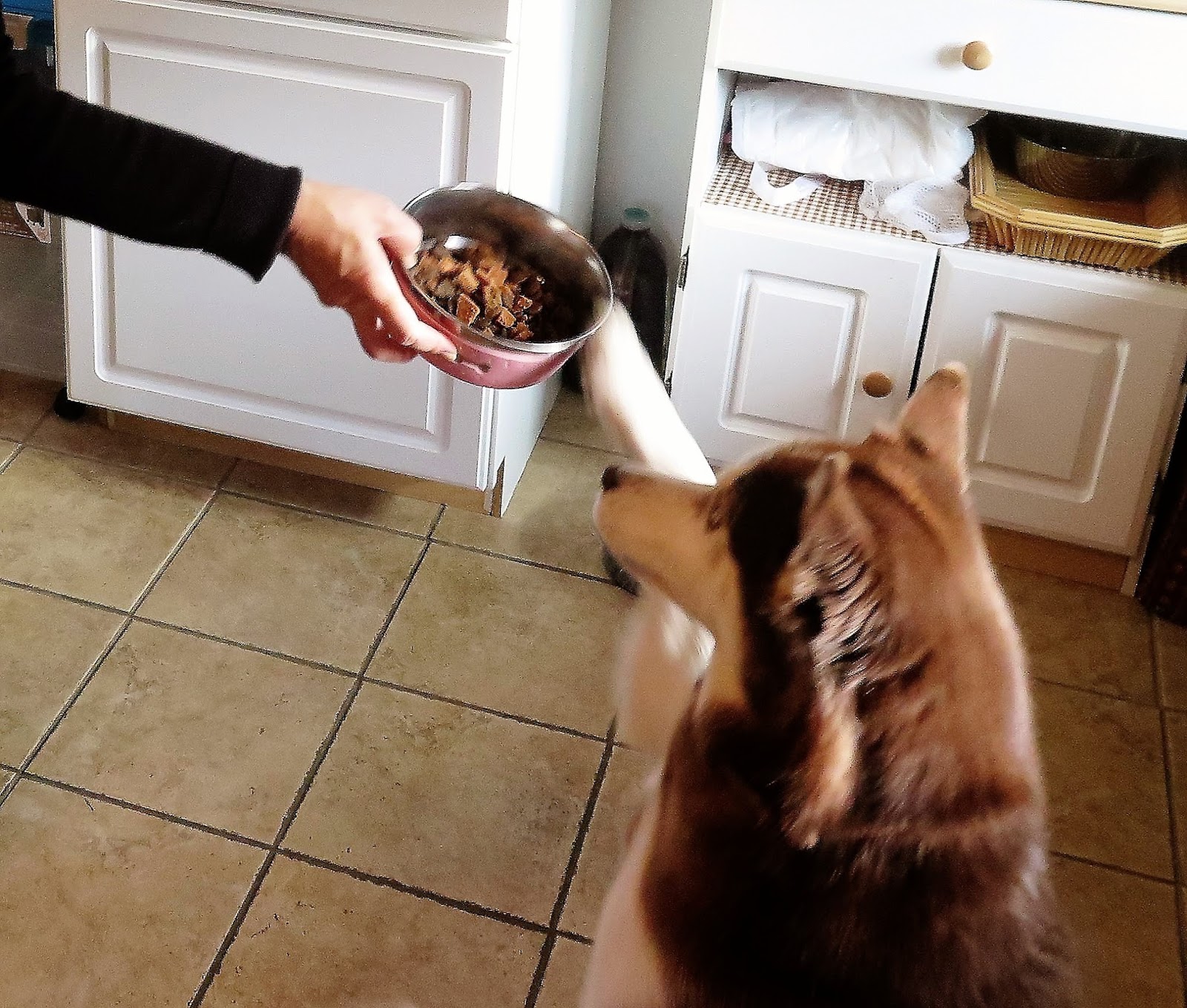 Dogs Luv Us and We Luv Them Natural Balance Pet Food's Buy With