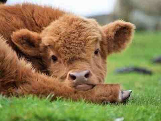 सपने में बछड़ा देखना sapne me calf dekhna सपने में बछड़ा देखना sapne me calf dekhna