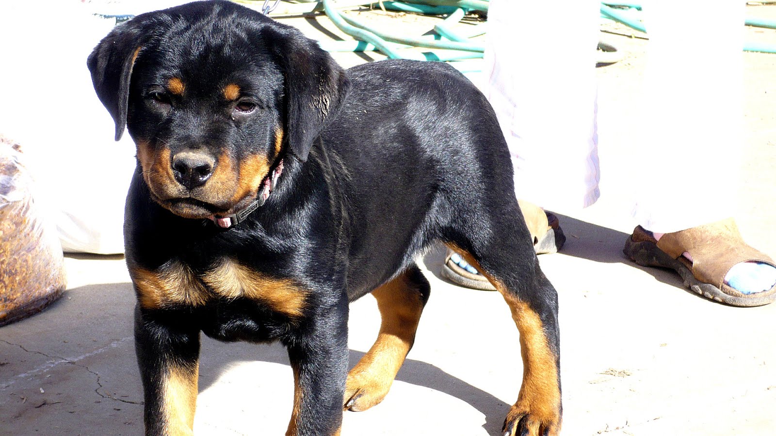 German Rottweiler Puppies For Sale In Missouri German Choices